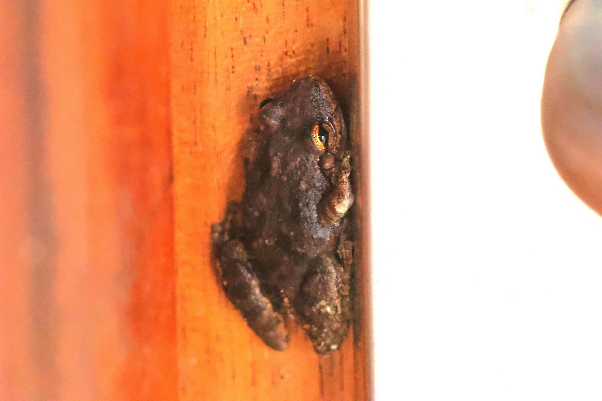 Venezuela Snouted Tree Frog - ML653804150