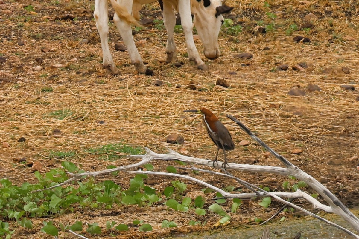 Rufescent Tiger-Heron - ML653805357