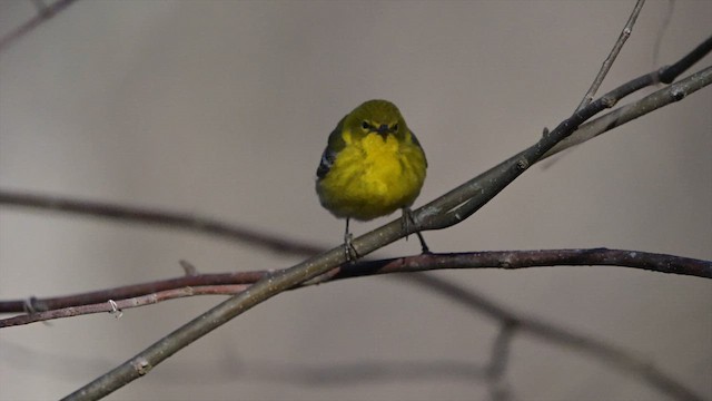 Pine Warbler - ML653805952