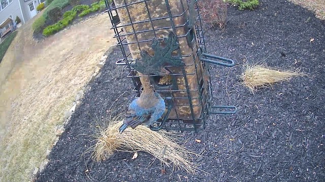 Indigo Bunting - ML653807837