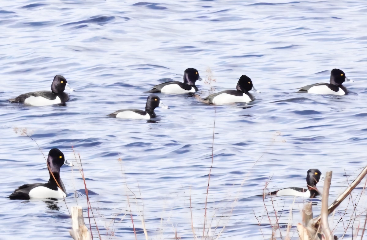 クビワキンクロ - ML653813068