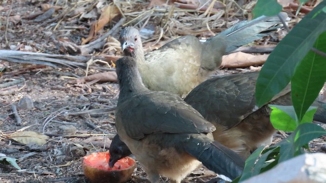 Plain Chachalaca - ML653817784