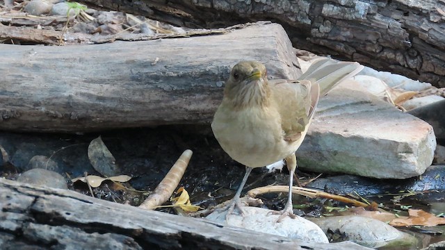 Clay-colored Thrush - ML653818019