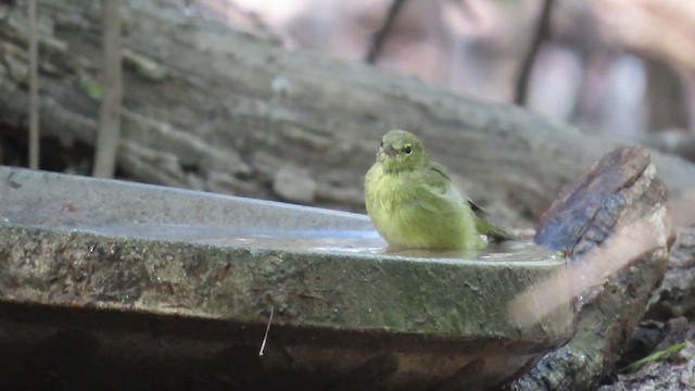 Orange-crowned Warbler (Gray-headed) - ML653818050