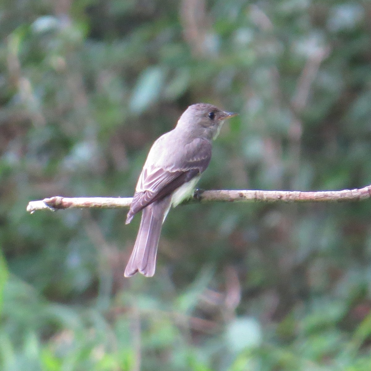 Willow Flycatcher - ML65381921