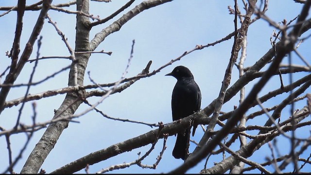 Rusty Blackbird - ML653819941