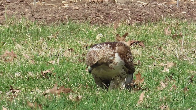 Red-tailed Hawk - ML653820171