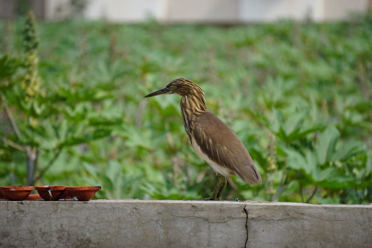 Indian Pond-Heron - Harsh Aditya Singh
