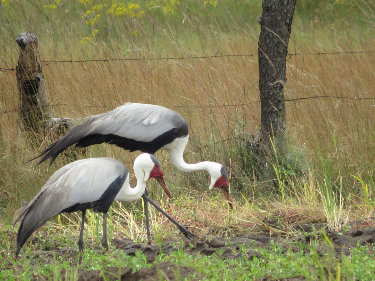 Grulla Carunculada - ML653823277