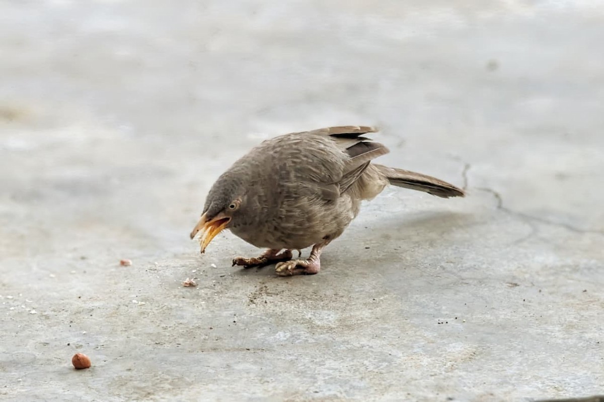 Jungle Babbler - Harsh Aditya Singh