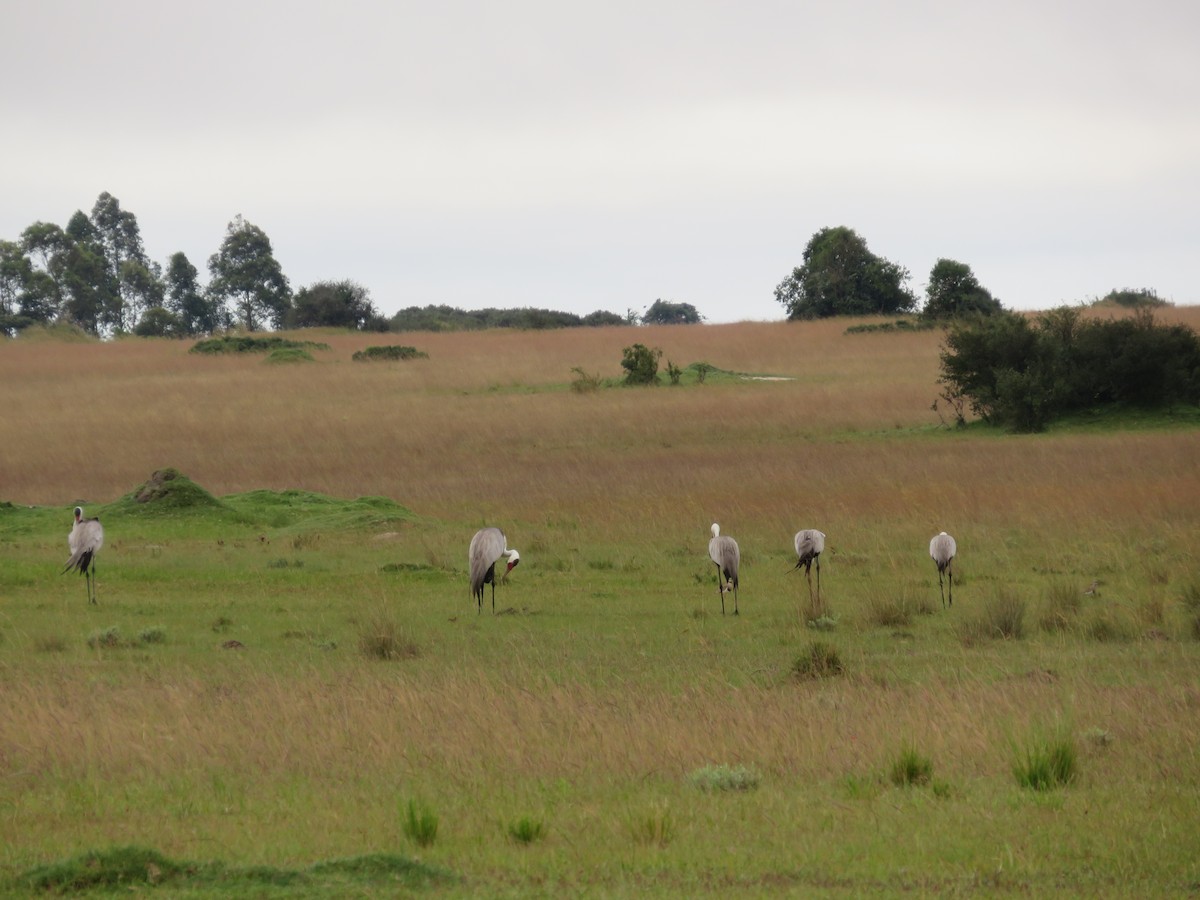 Grulla Carunculada - ML653823311