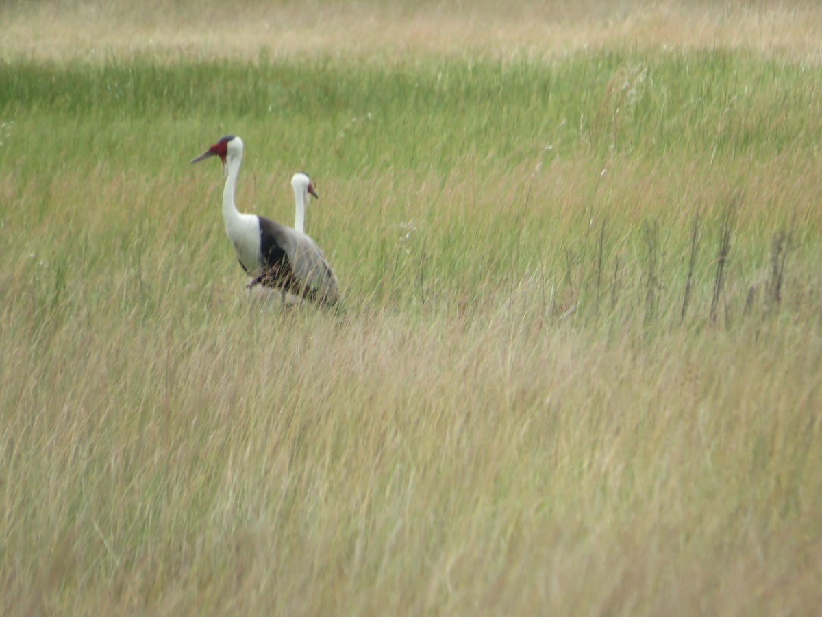 Grulla Carunculada - ML653823379