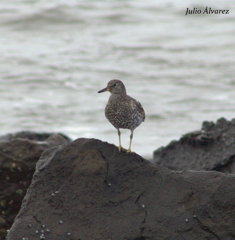 Surfbird - ML65382561