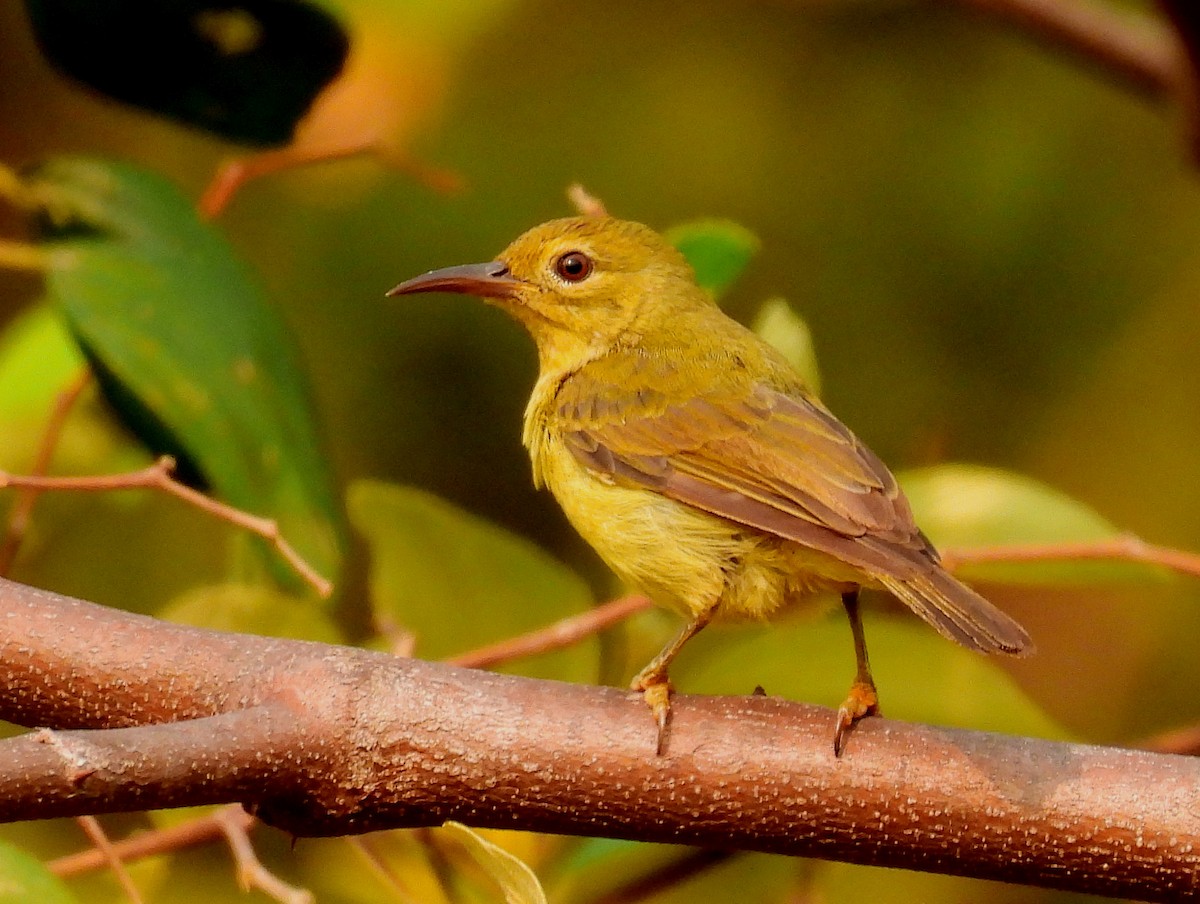 Brown-throated Sunbird - ML653825820