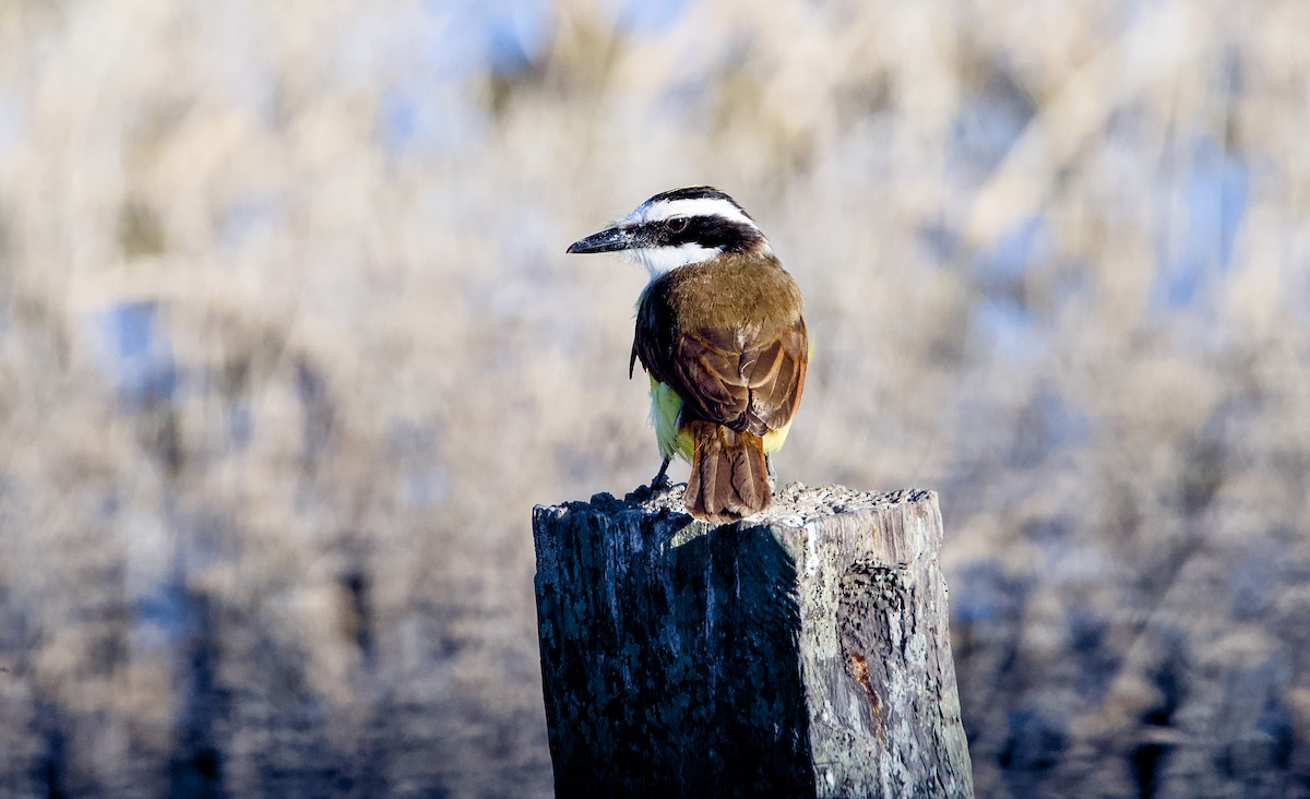 Great Kiskadee - ML653827157