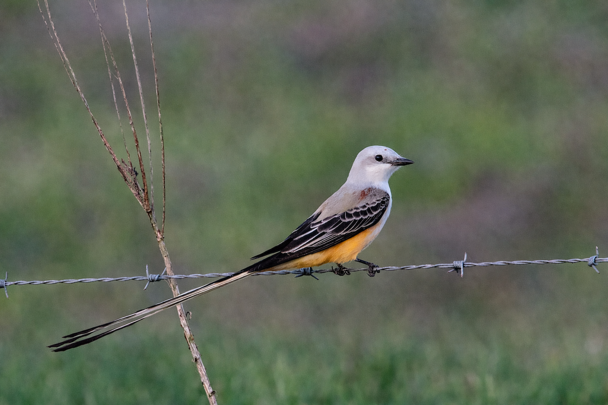 Scissor-tailed Flycatcher - ML653827167