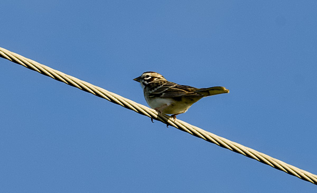 Lark Sparrow - ML653827174