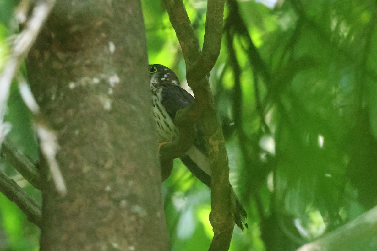 Зозуля вусата - ML653829916