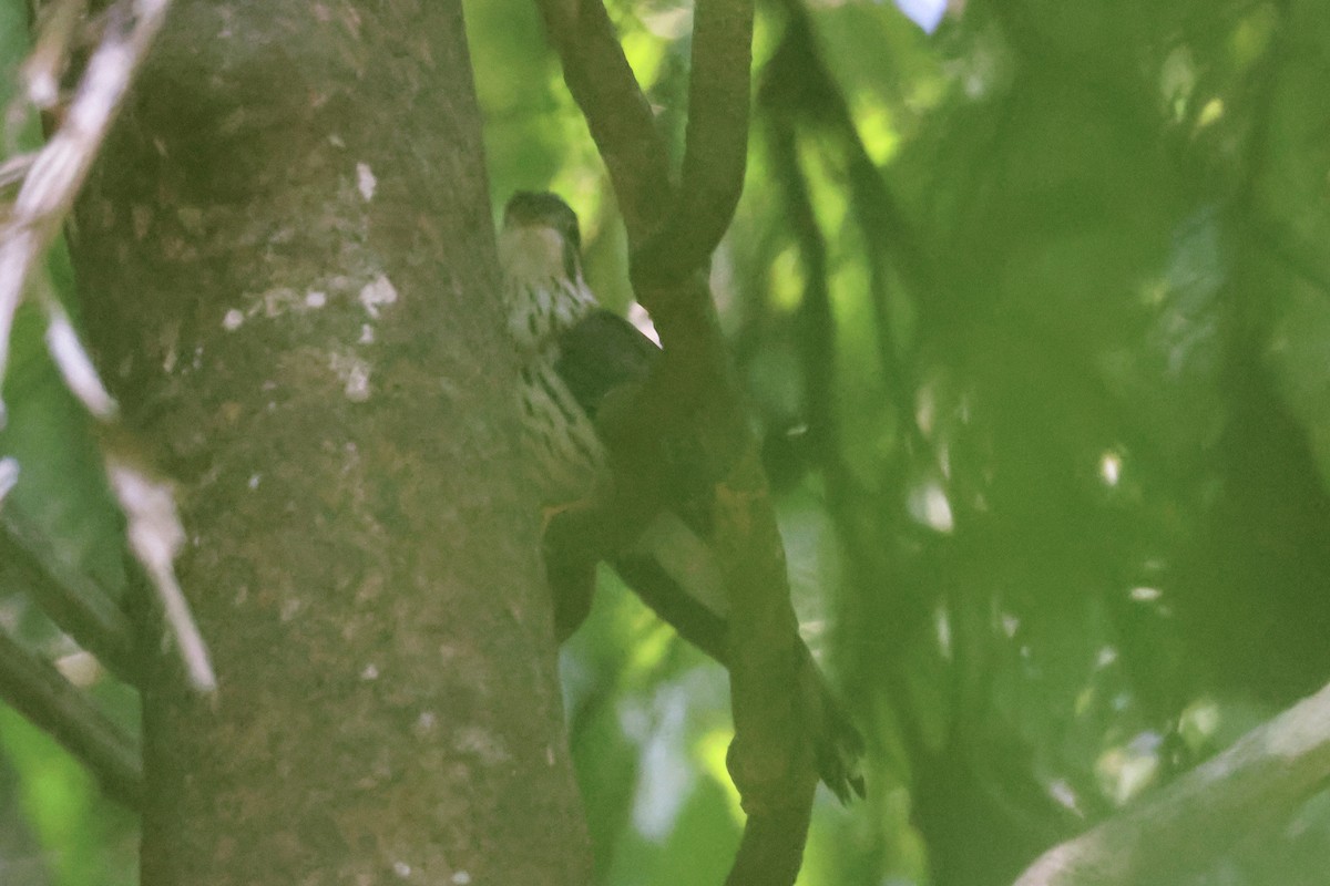 Зозуля вусата - ML653829917