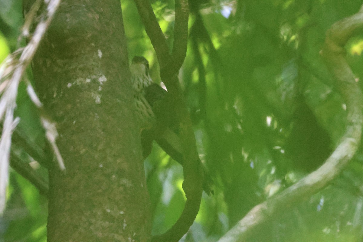 Зозуля вусата - ML653829918