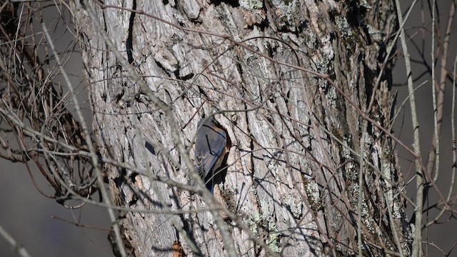 Eastern Bluebird - ML653837681