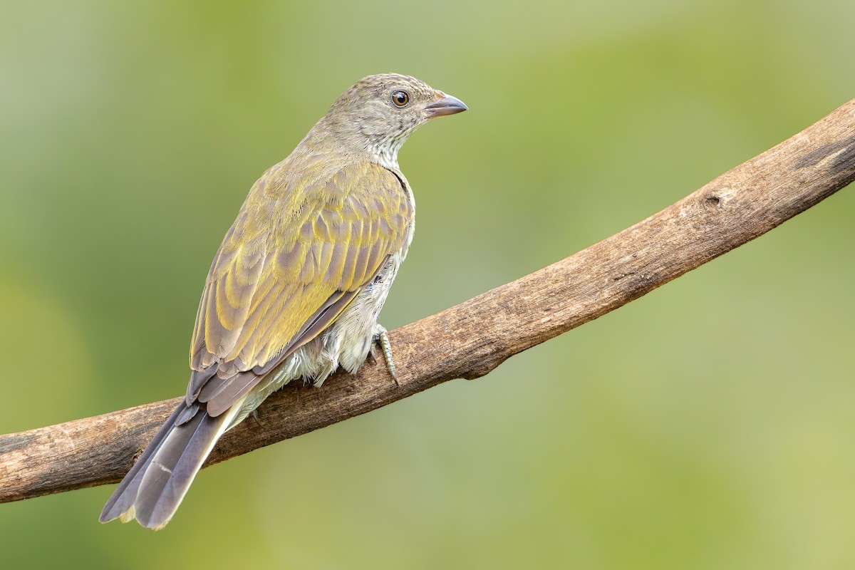 Scaly-throated Honeyguide - ML653838144