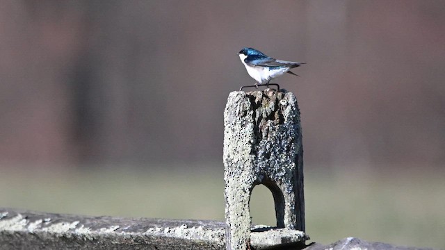 Tree Swallow - ML653838213