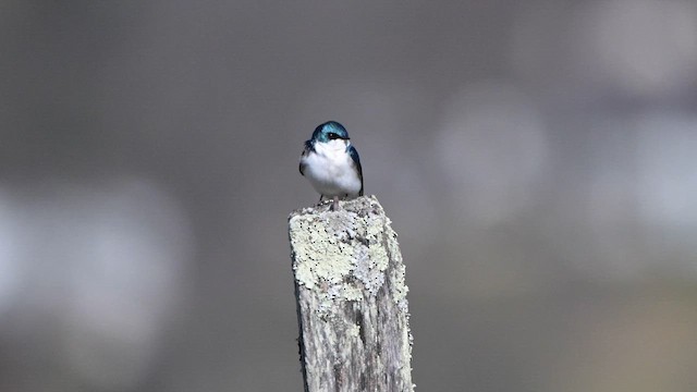 Tree Swallow - ML653838505