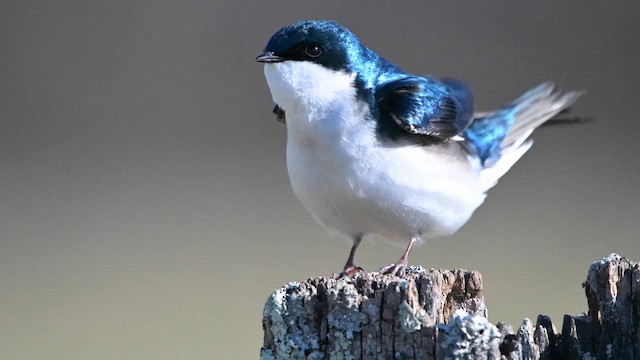 Tree Swallow - ML653838755