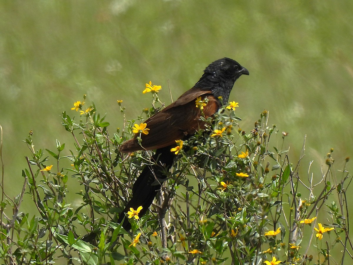 Black Coucal - ML653839621