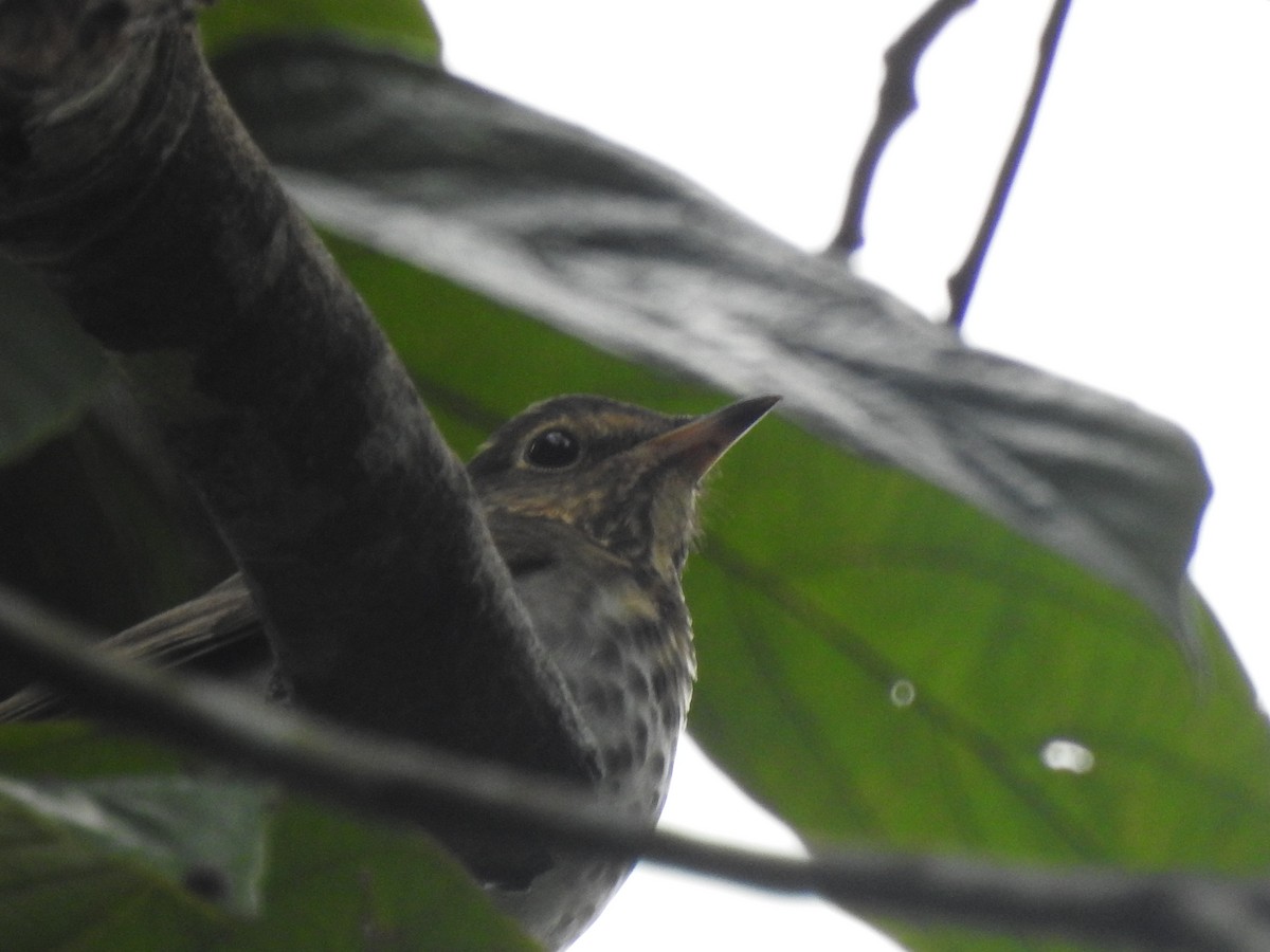 Tordo di Swainson - ML653839671