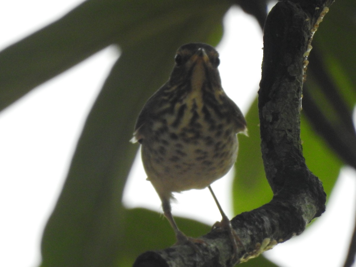 Tordo di Swainson - ML653839672