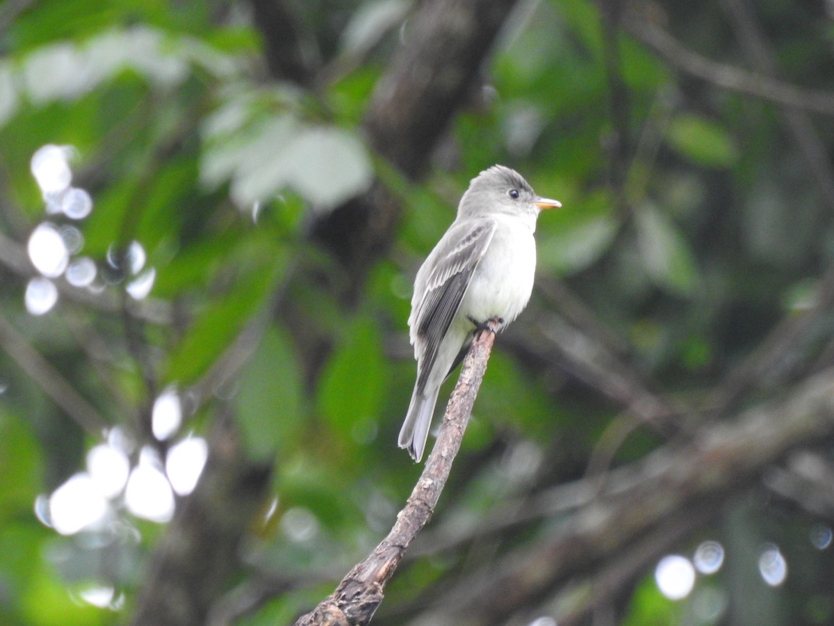 Eastern Wood-Pewee - ML653841391