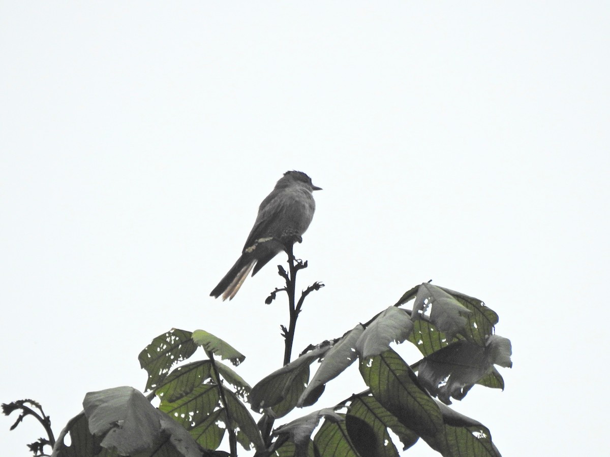 Crowned Slaty Flycatcher - ML653841399