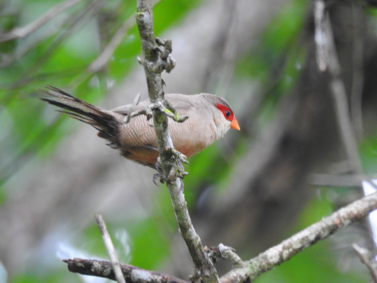 Common Waxbill - ML653841410