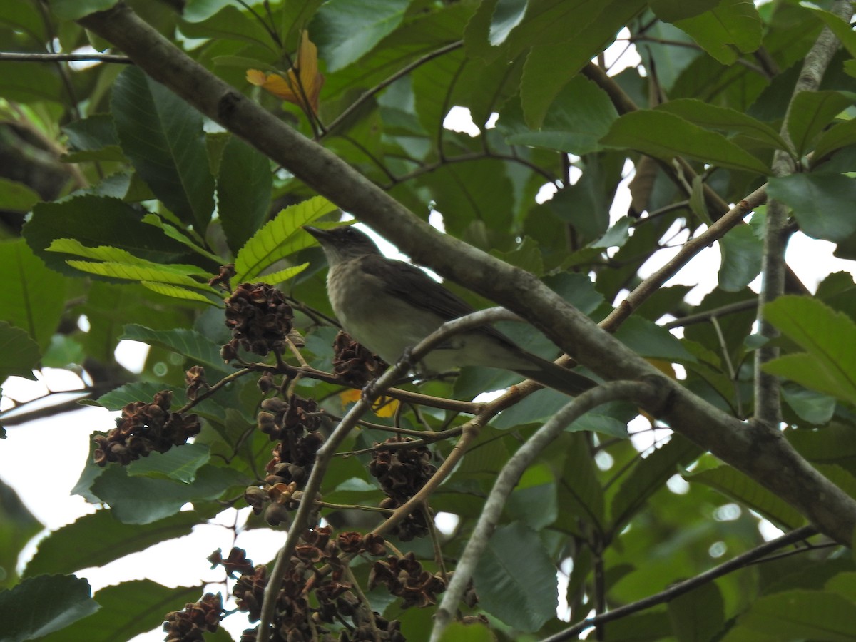 Black-billed Thrush - ML653841429