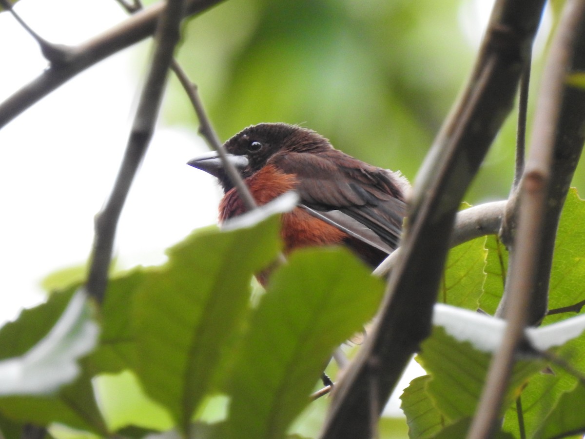 Silver-beaked Tanager - ML653841515