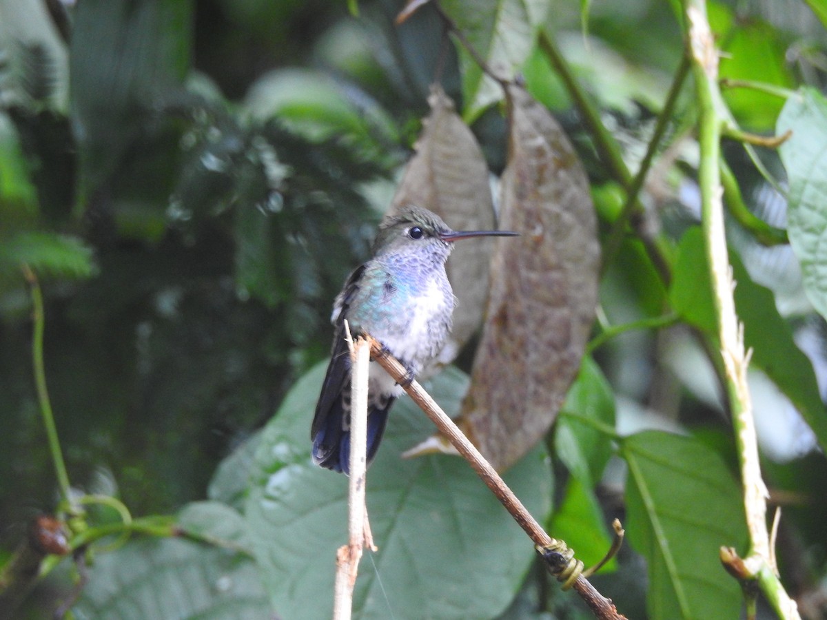 Sapphire-spangled Emerald - ML653841728