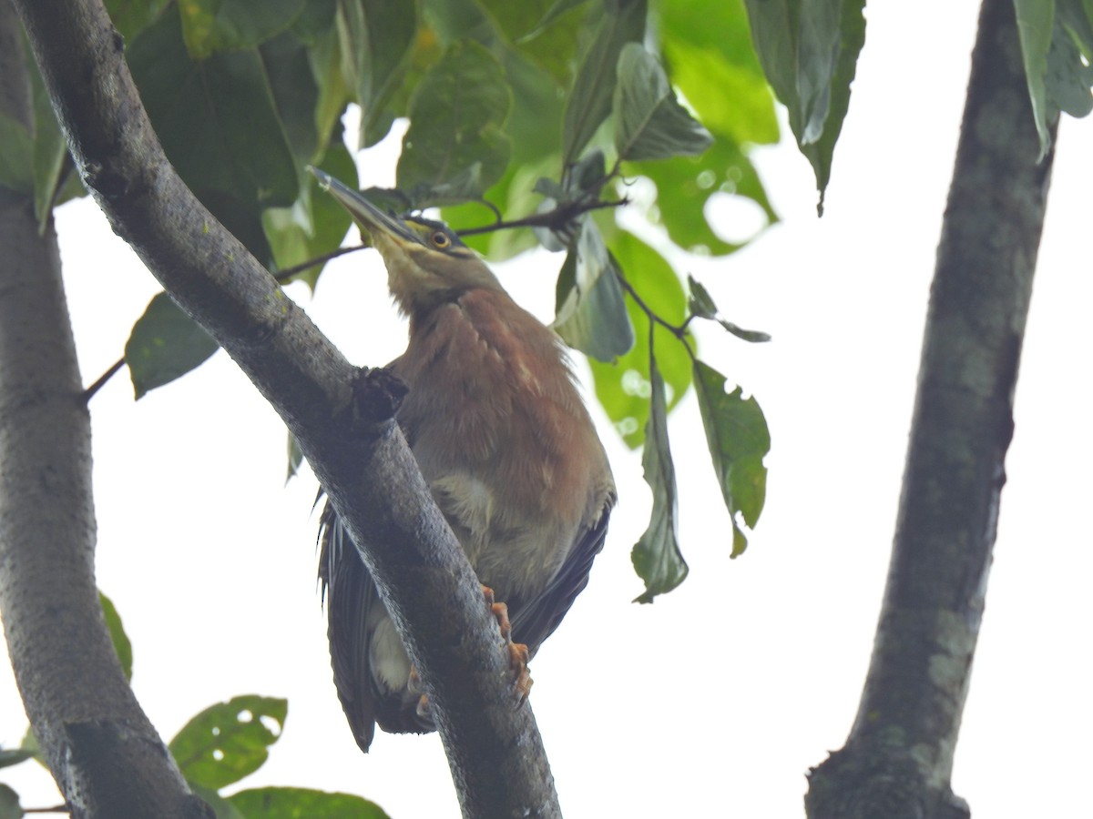 Striated Heron - ML653841738
