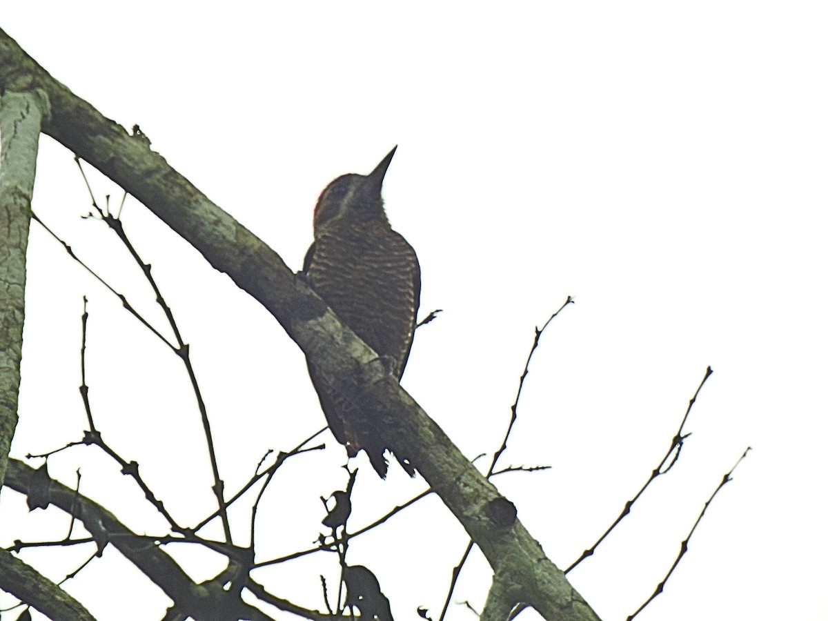 Little Woodpecker - ML653841769