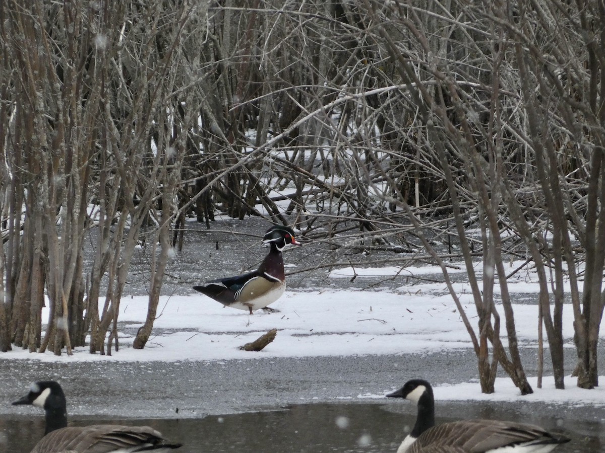 Wood Duck - ML653843590
