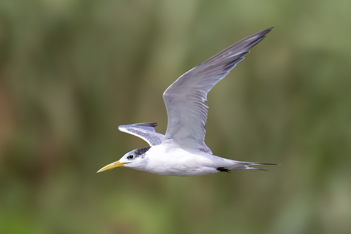 Great Crested Tern - ML653843705