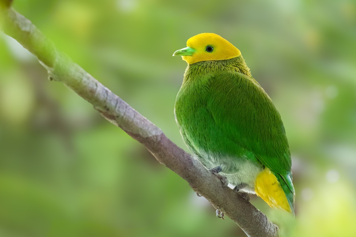 Whistling Dove - ML653844042