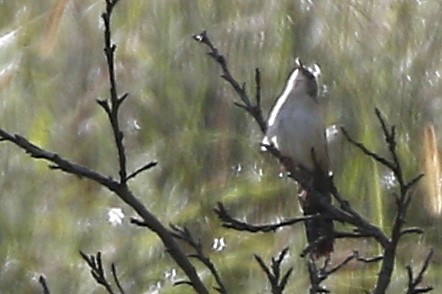 Fan-tailed Grassbird - ML653845198
