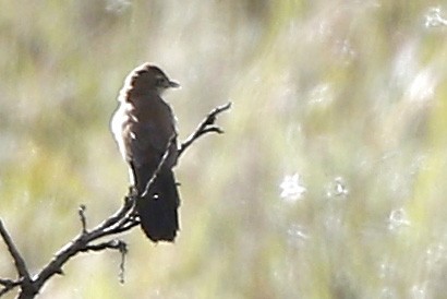 Fan-tailed Grassbird - ML653845199
