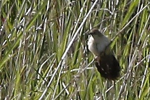 Fan-tailed Grassbird - ML653845200