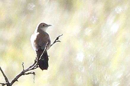 Fan-tailed Grassbird - ML653845201