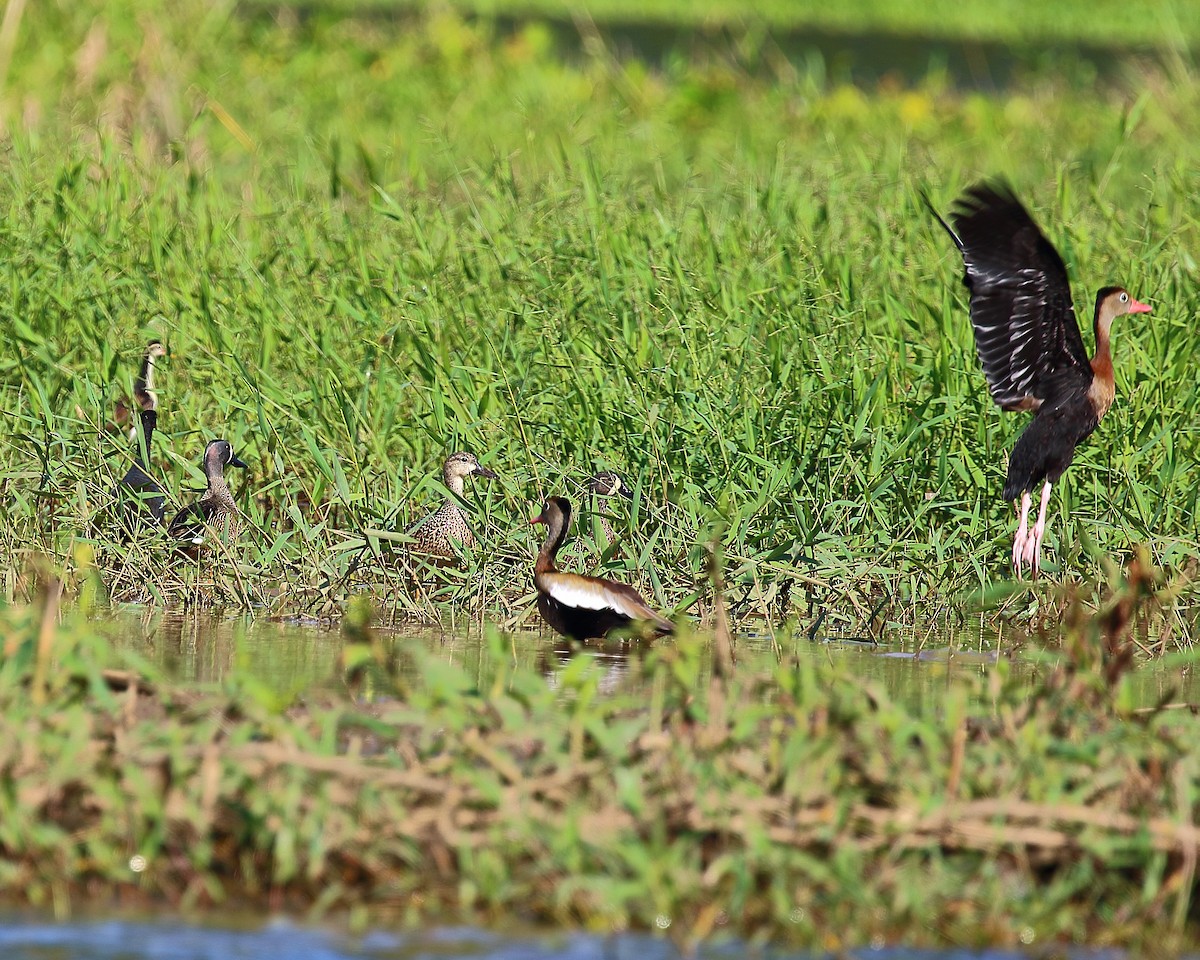 Black-bellied Whistling-Duck - Ryan Candee