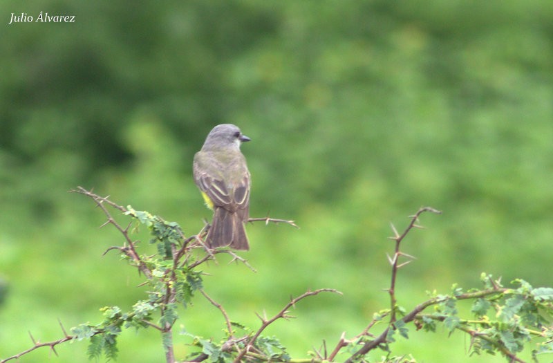 Tropical Kingbird - Julio Alejandro Alvarez Ruiz