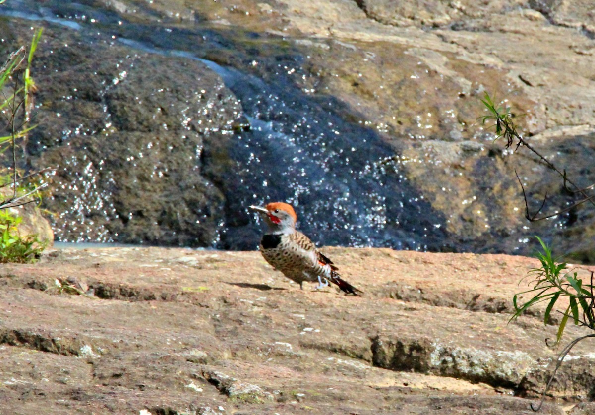 Northern Flicker - LISETH DE LEON